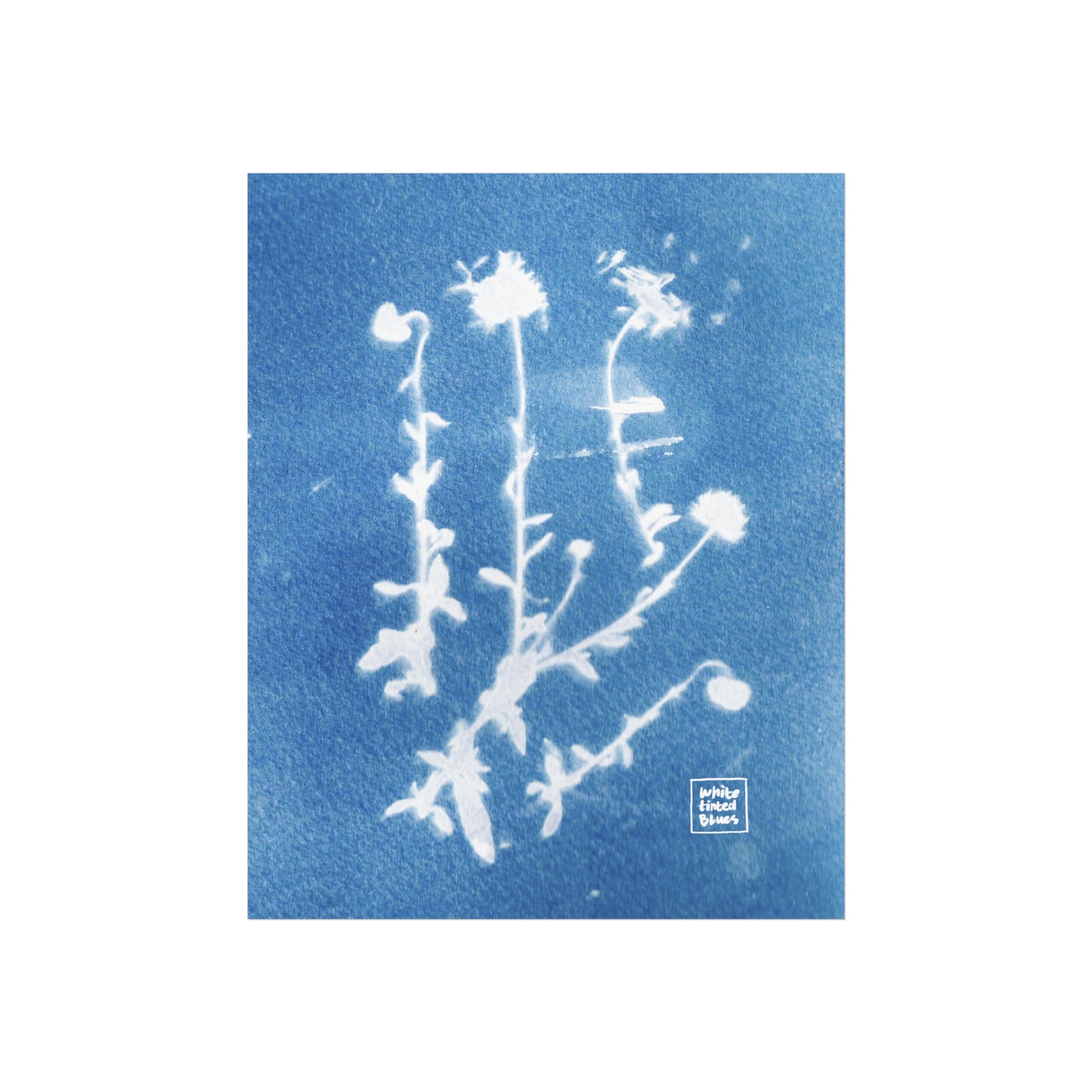 08. Budding | Cyanotype Collection | 8x10" Giclée Fine Art Print
