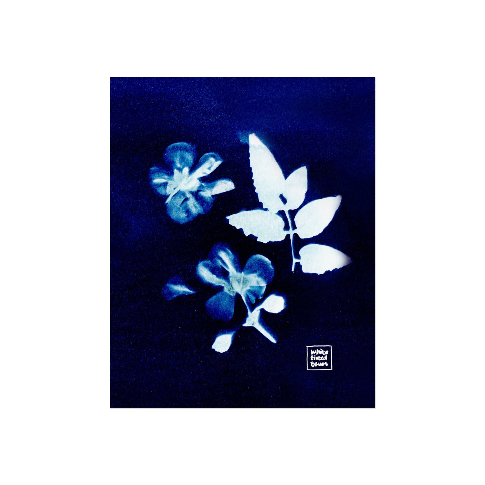 06. Translucency | Cyanotype Collection | 8x10" Giclée Fine Art Print