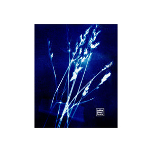 05. Wildflowers Cyanotype Collection | 8x10" Giclée Fine Art Print